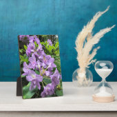 Plaque Photo Catawbiense Boursault Rhododendrons, Oregon (Côté)