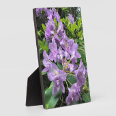 Plaque Photo Catawbiense Boursault Rhododendrons, Oregon (Côté)