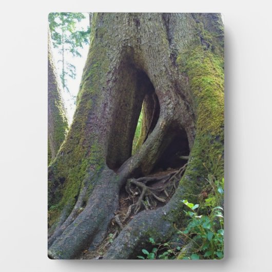 Plaque Photo Cathédrale Arbre, Astoria, Oregon (Devant)