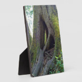 Plaque Photo Cathédrale Arbre, Astoria, Oregon (Côté)