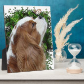 Plaque Photo Cavalier King Charles Spaniel (Côté)