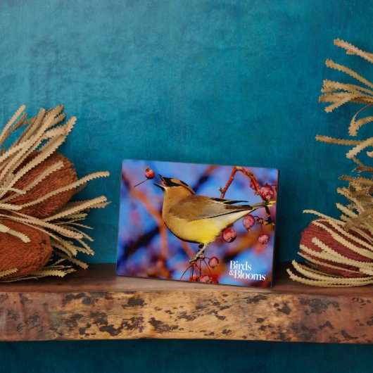 Plaque Photo Cèdre (Côté)