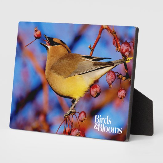 Plaque Photo Cèdre (Côté)