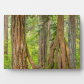 Plaque Photo Cèdre rouge occidental | État de Washington (Devant)