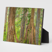 Plaque Photo Cèdre rouge occidental | État de Washington (Côté)