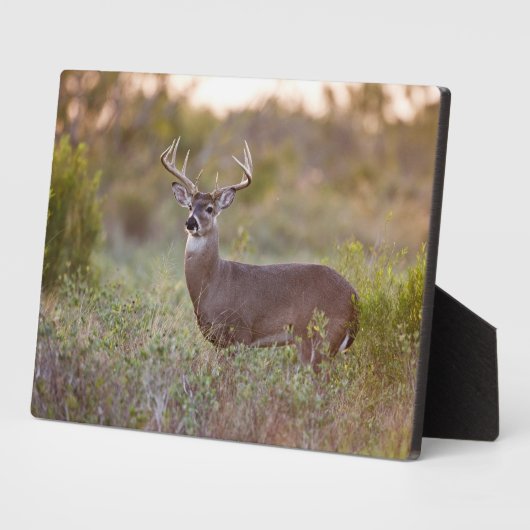 Plaque Photo Cerf à queue blanche | Automne au Texas (Côté)