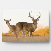 Plaque Photo Cerf à queue blanche | Automne au Texas (Devant)