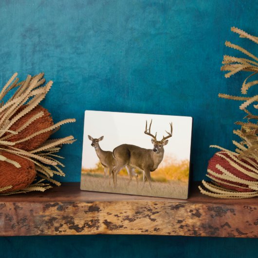 Plaque Photo Cerf à queue blanche | Automne au Texas (Côté)