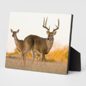 Plaque Photo Cerf à queue blanche | Automne au Texas (Côté)