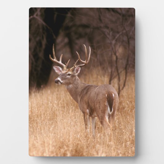 Plaque Photo Cerf à queue blanche | Choke Canyon State Park, TX (Devant)