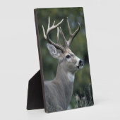 Plaque Photo Cerf à queue blanche | État de Washington (Côté)