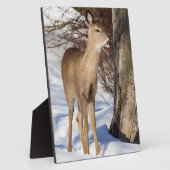 Plaque Photo Cerf à queue blanche (gros plan) (Côté)