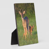 Plaque Photo Cerf à queue blanche | Habitat Grassy (Côté)