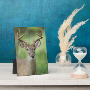 Plaque Photo Cerf à queue blanche   Hill Country, Texas