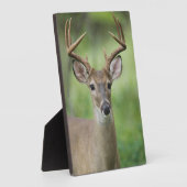 Plaque Photo Cerf à queue blanche | Hill Country, Texas (Côté)