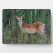 Plaque Photo Cerf à queue blanche | National Bison Range Montan (Devant)
