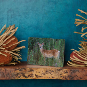 Plaque Photo Cerf à queue blanche   National Bison Range Montan