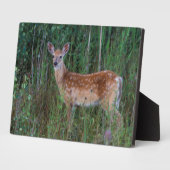 Plaque Photo Cerf à queue blanche | National Bison Range Montan (Côté)