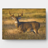 Plaque Photo Cerf à queue blanche | Sud du Texas (Devant)