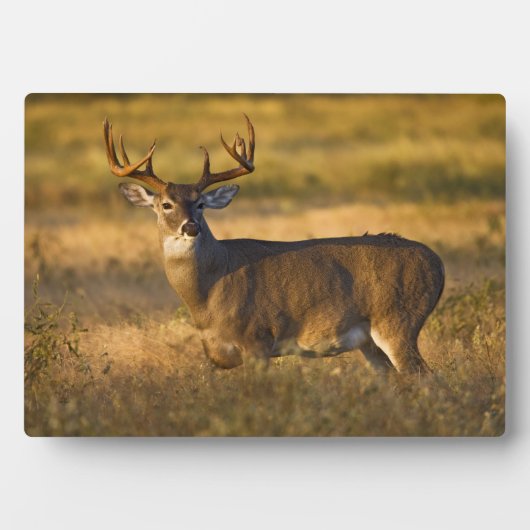 Plaque Photo Cerf à queue blanche | Sud du Texas (Devant)