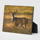 Plaque Photo Cerf à queue blanche | Sud du Texas (Côté)