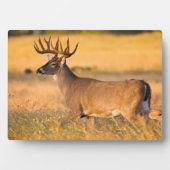 Plaque Photo Cerf à queue blanche | Sud TX (Devant)