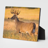 Plaque Photo Cerf à queue blanche | Sud TX (Côté)