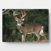 Plaque Photo Cerf à queue blanche | Tennessee (Devant)