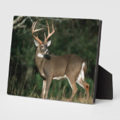 Plaque Photo Cerf à queue blanche | Tennessee (Côté)