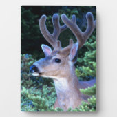 Plaque Photo Cerf à queue noire | Parc national olympique (Devant)