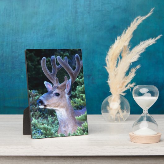 Plaque Photo Cerf à queue noire | Parc national olympique (Côté)