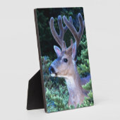 Plaque Photo Cerf à queue noire | Parc national olympique (Côté)