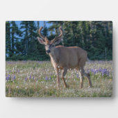 Plaque Photo Cerf Blacktail Buck | Parc national Olympique (Devant)
