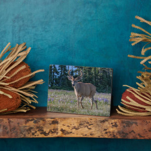Plaque Photo Cerf Blacktail Buck   Parc national Olympique