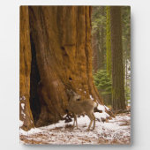 Plaque Photo Cerf mule (Devant)