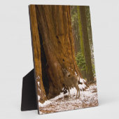 Plaque Photo Cerf mule (Côté)