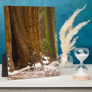 Plaque Photo Cerf mule