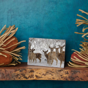 Plaque Photo Cerf Mule Wyoming