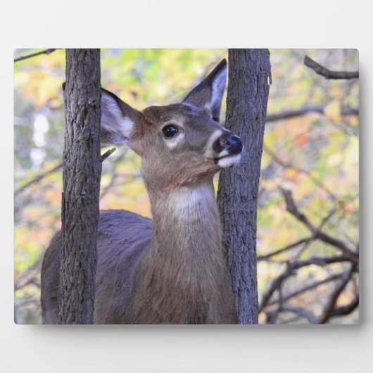 Plaque Photo Cerf sympa dans les bois (Devant)
