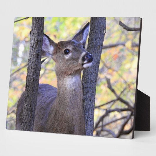 Plaque Photo Cerf sympa dans les bois (Côté)