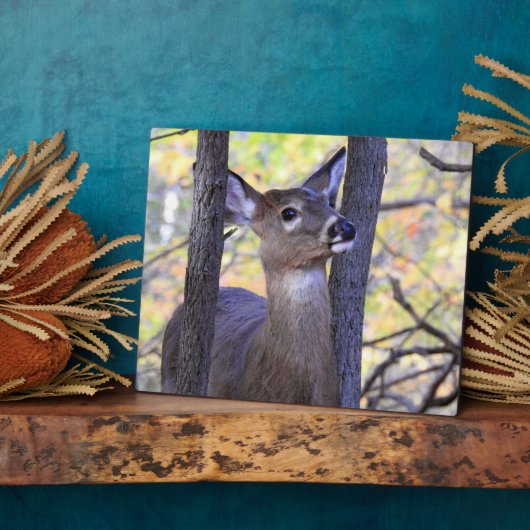 Plaque Photo Cerf sympa dans les bois (Côté)