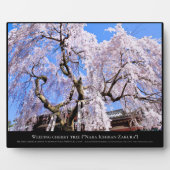 Plaque Photo Cerisier en pleurs ("Nara Ichiban-Zakura") (Devant)