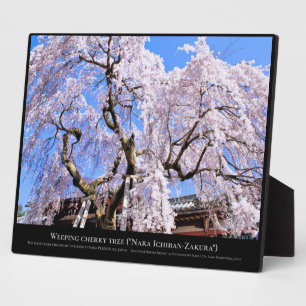 Plaque Photo Cerisier en pleurs ("Nara Ichiban-Zakura")