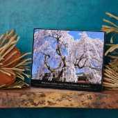 Plaque Photo Cerisier en pleurs ("Nara Ichiban-Zakura") (Côté)