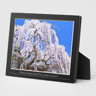 Plaque Photo Cerisier en pleurs ("Nara Ichiban-Zakura")