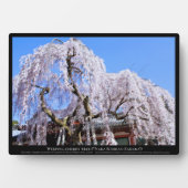 Plaque Photo Cerisier en pleurs ("Nara Ichiban-Zakura") (Devant)