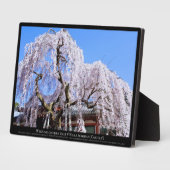 Plaque Photo Cerisier en pleurs ("Nara Ichiban-Zakura") (Côté)