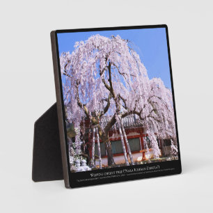 Plaque Photo Cerisier en pleurs ("Nara Ichiban-Zakura")