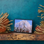 Plaque Photo Cerisier en pleurs ("Nara Ichiban-Zakura") (Côté)