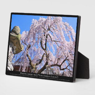 Plaque Photo Cerisier en pleurs ("Nara Ichiban-Zakura")